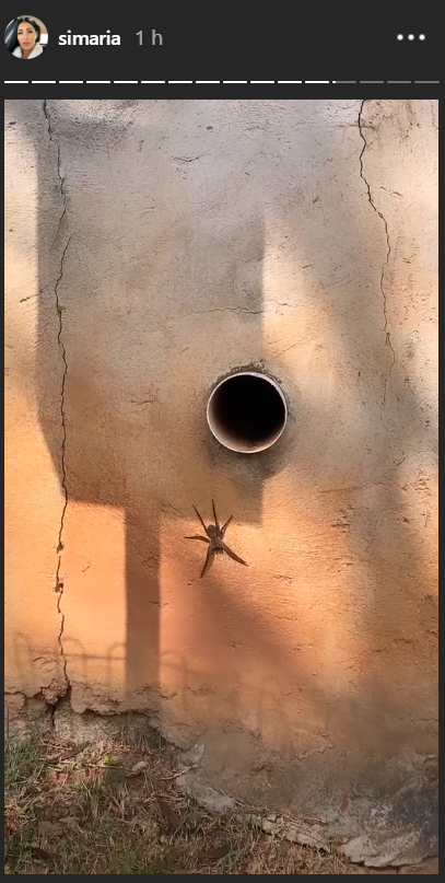 Simaria flagra aranha 