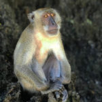 Otaviano fotografa macaco na Tailândia